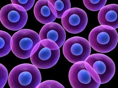 Aplicaciones con Células Madre | El Blog de Secuvita