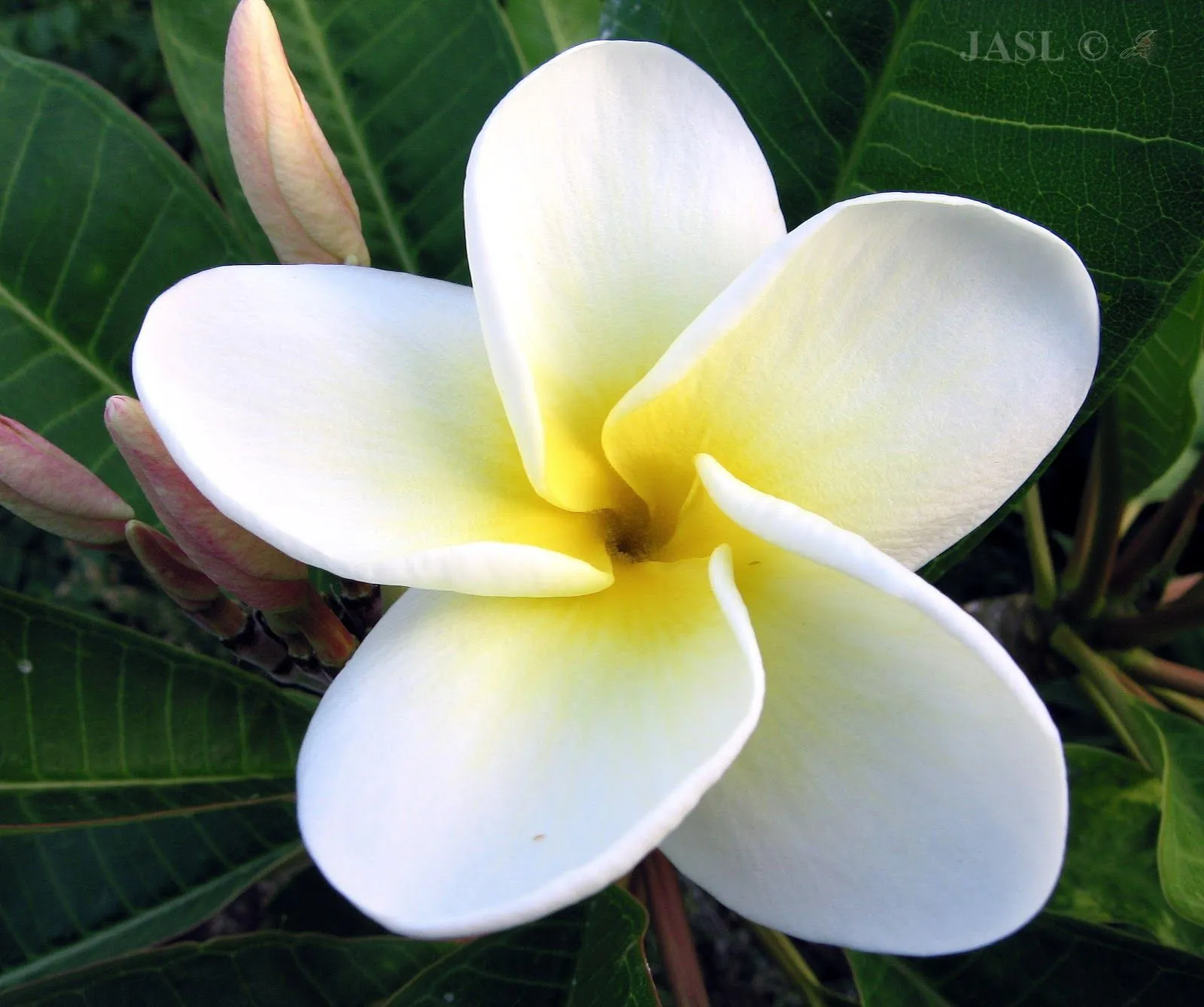 Apocynaceae (2). Plumerias | Jardín de las Aves SL ( JASL ...