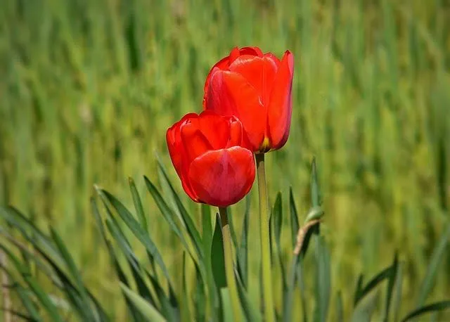 APORTES EDUCACIÓN BÁSICA ": Hermosas fotos de Flores para tu fondo ...