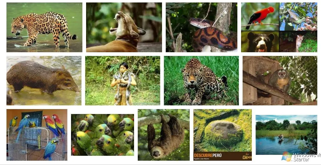 APOYO EDUCATIVO PRIMARIA: IMAGENES FAUNA DE LA COSTA, SIERRA Y ...