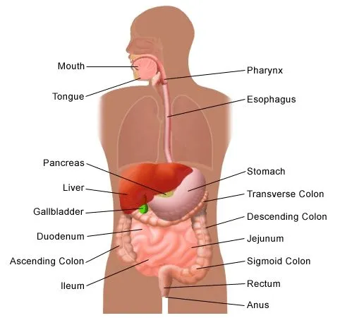 Apparato digerente (sistema digestivo) - Dr. Giovanni Chetta