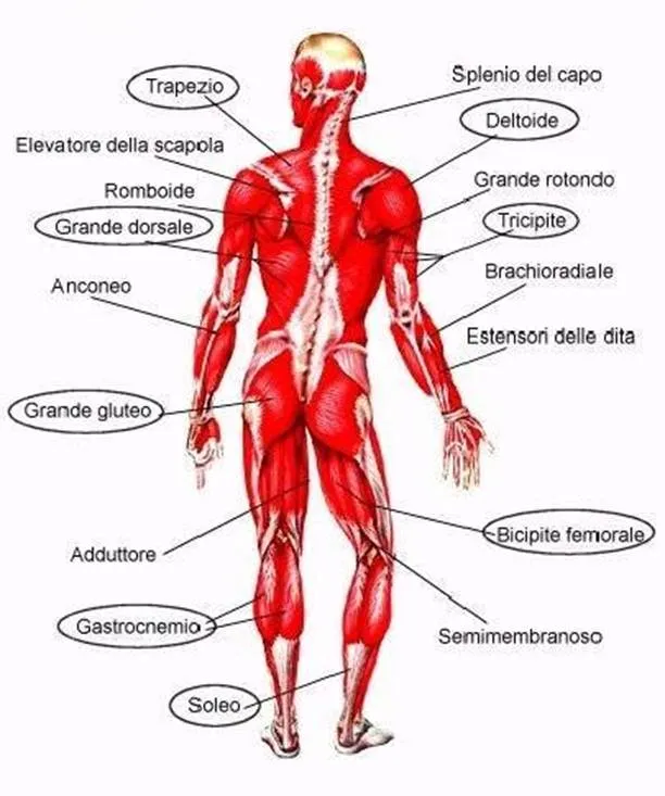 Apparato muscolare corpo umano