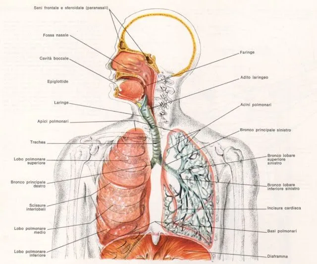 Apparato respiratorio - Imagui