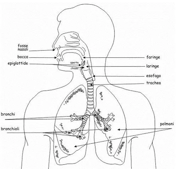 Apparato respiratorio umano