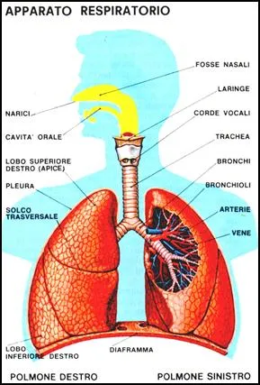 Apparato respiratorio umano