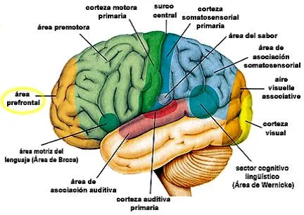 Apraxia, afasia y agnosia