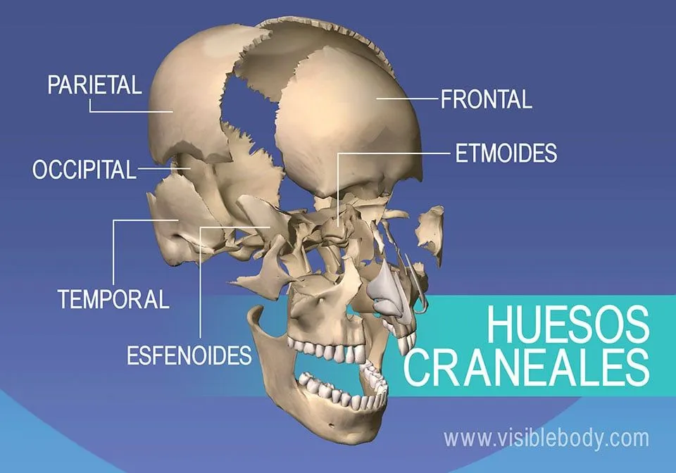 Aprenda anatomía del esqueleto | Esqueleto axial