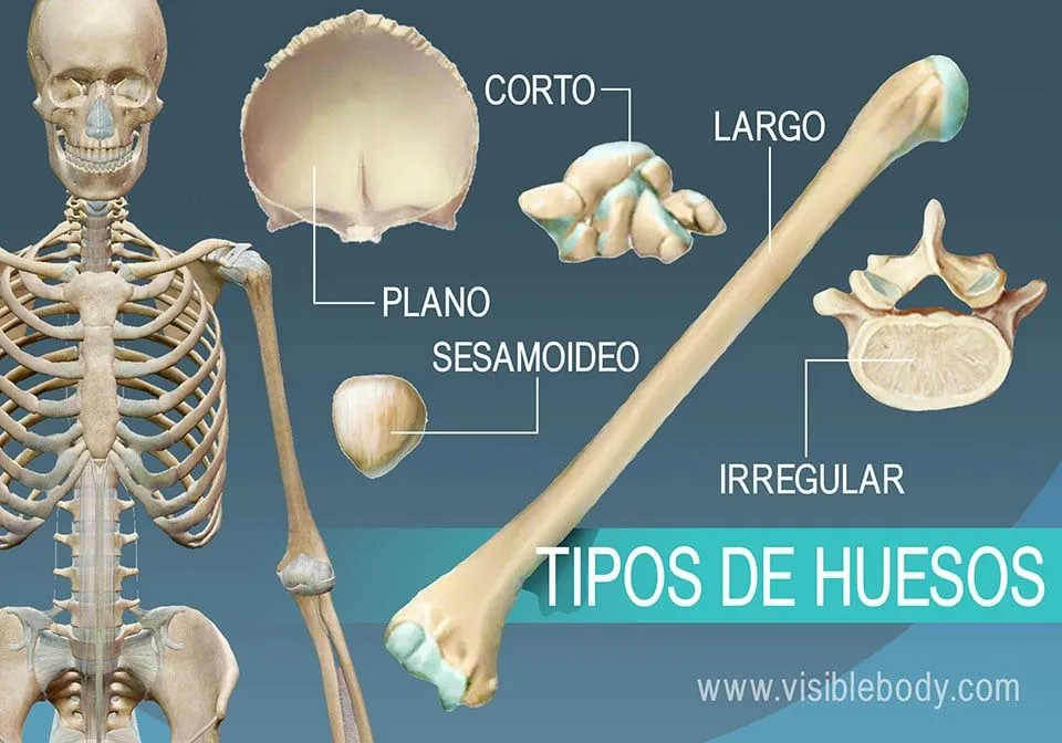 Aprenda anatomía del esqueleto | Tipos de huesos