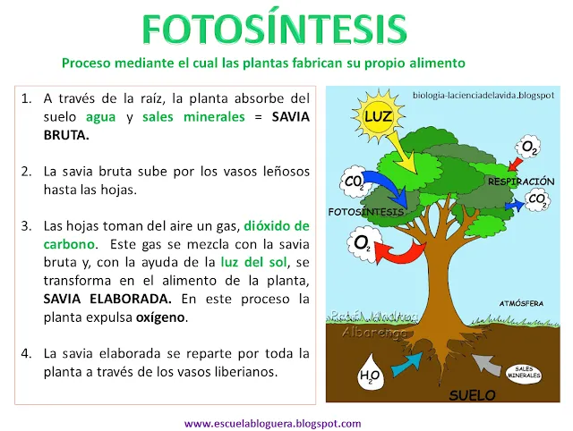 Imagenes de la fotosintesis de las plantas para colorear - Imagui