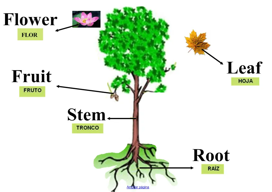 APRENDE Y DIVIERTETE: PARTES DE LAS PLANTAS