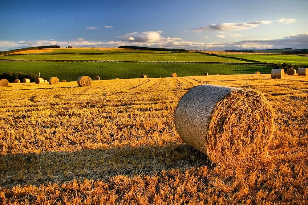 Aprende a Fotografiar Campos de Trigo Con Estos 10 Magníficos Ejemplos