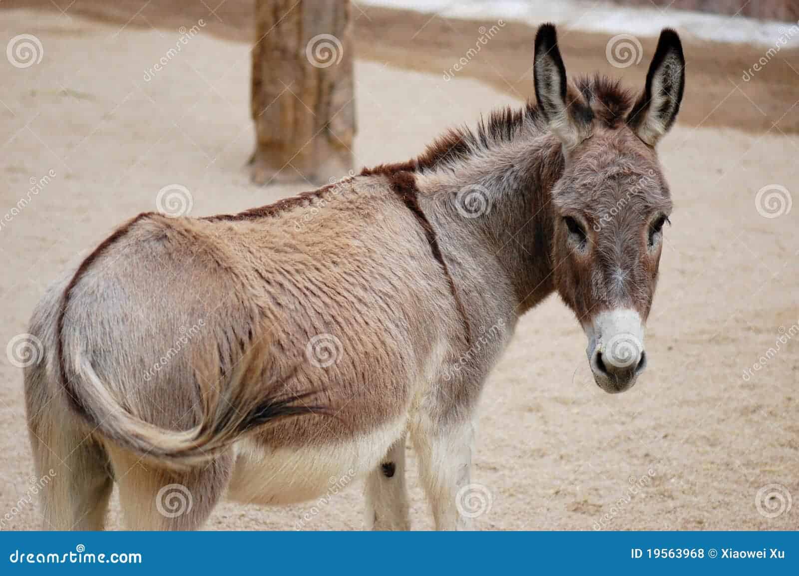 Aprende a jugar al clásico juego de 'Ponle la cola al burro' de manera  fácil y divertida