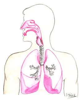 Dibujo del sistema respiratorio sin nombres - Imagui