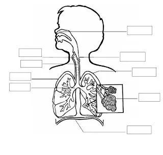 Dibujo del sistema respiratorio sin nombres - Imagui