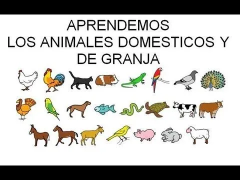 Aprendemos Los animales domésticos - YouTube