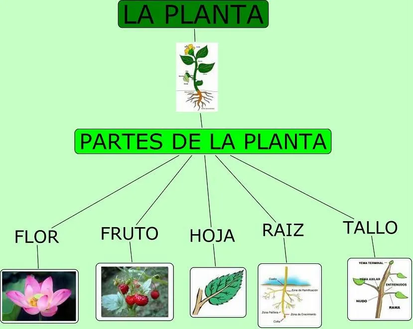 APRENDEMOS DISFRUTANDO EN 2º: ¿CUÁLES SON LAS PARTES DE LAS PLANTAS?