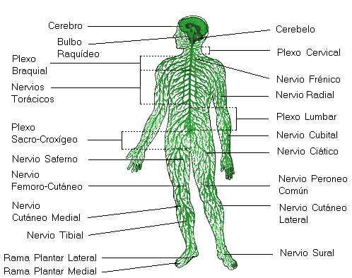 APRENDER EL CUERPO HUMANO NIÑOS PRIMARIA
