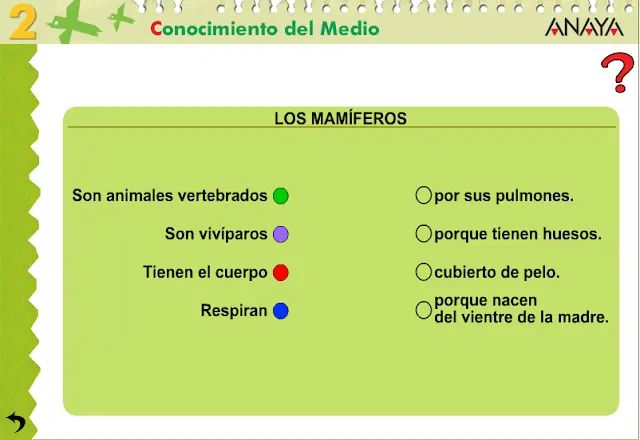 APRENDER ES DIVERTIDO 1º Y 2º: Los mamíferos.