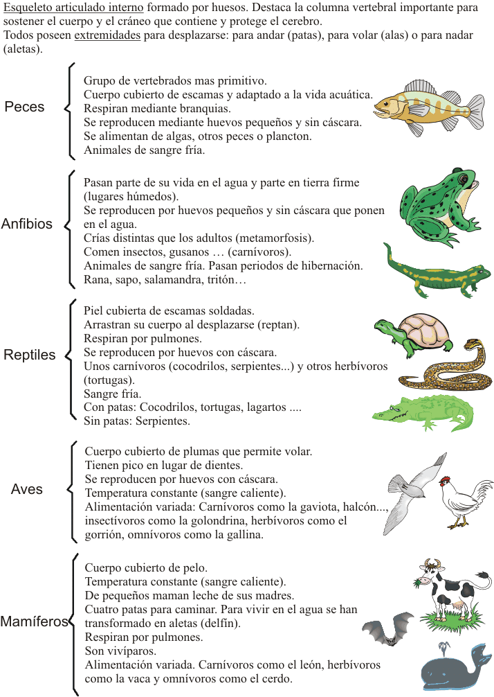 APRENDER ES DIVERTIDO: LOS ANIMALES VERTEBRADOS (ESQUEMA)