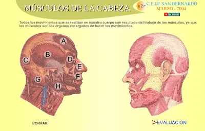 APRENDER ES DIVERTIDO: MÚSCULOS DE LA CABEZA