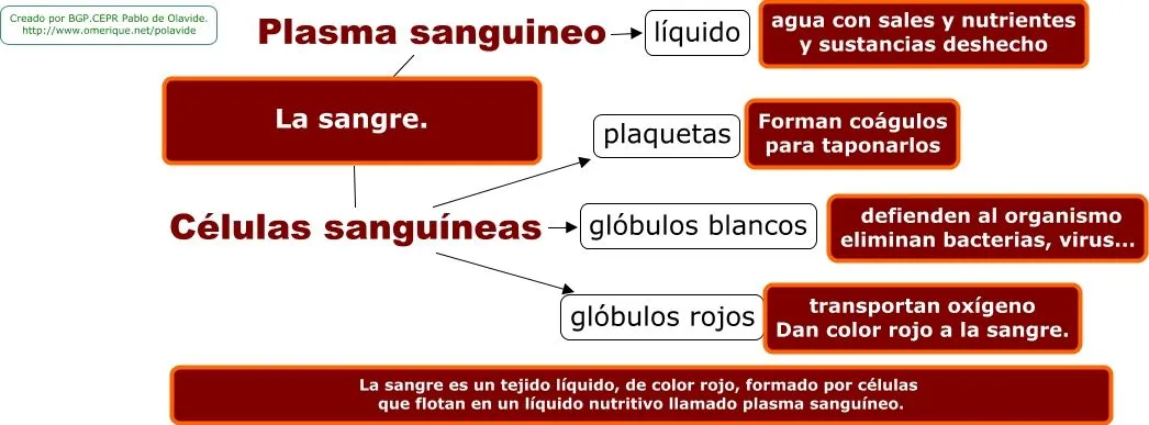 APRENDER ES DIVERTIDO: LA SANGRE: MAPA CONCEPTUAL