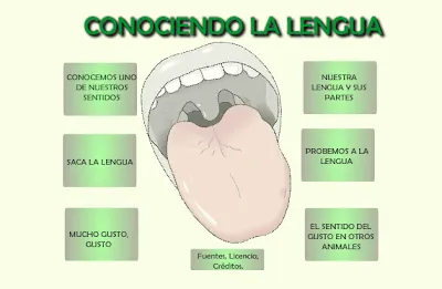 APRENDER ES DIVERTIDO: EL SENTIDO DEL GUSTO: CONOCIENDO LA LENGUA