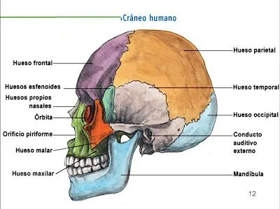 ESO - Aprender es fácil: Huesos de la cabeza