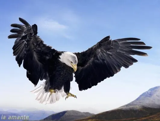 Aprendiendo de las Aguilas