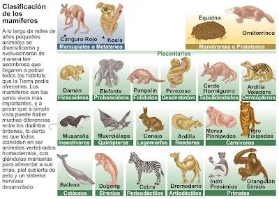 Aprendiendo Los Animales: Animales Mamíferos