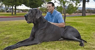 Aprendiendo algo nuevo cada día: Perros y gatos gigantes