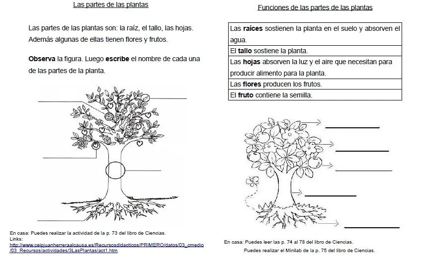 Aprendiendo y enseñando en primer grado: Fichas sobre las plantas