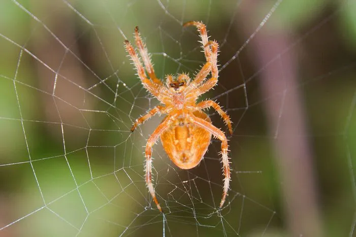 Aprendiz Una araña