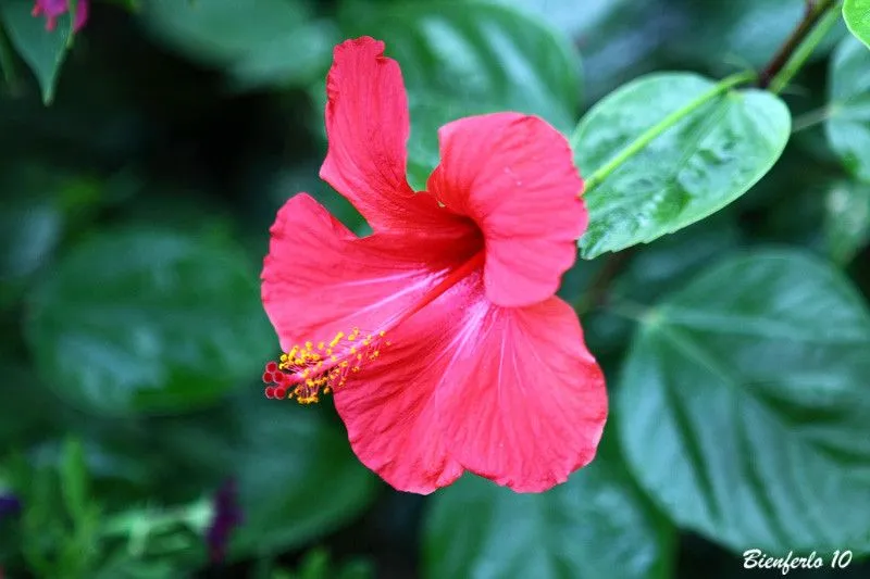 Aprendiz Flor Roja - Rosa de China ó Ibisco