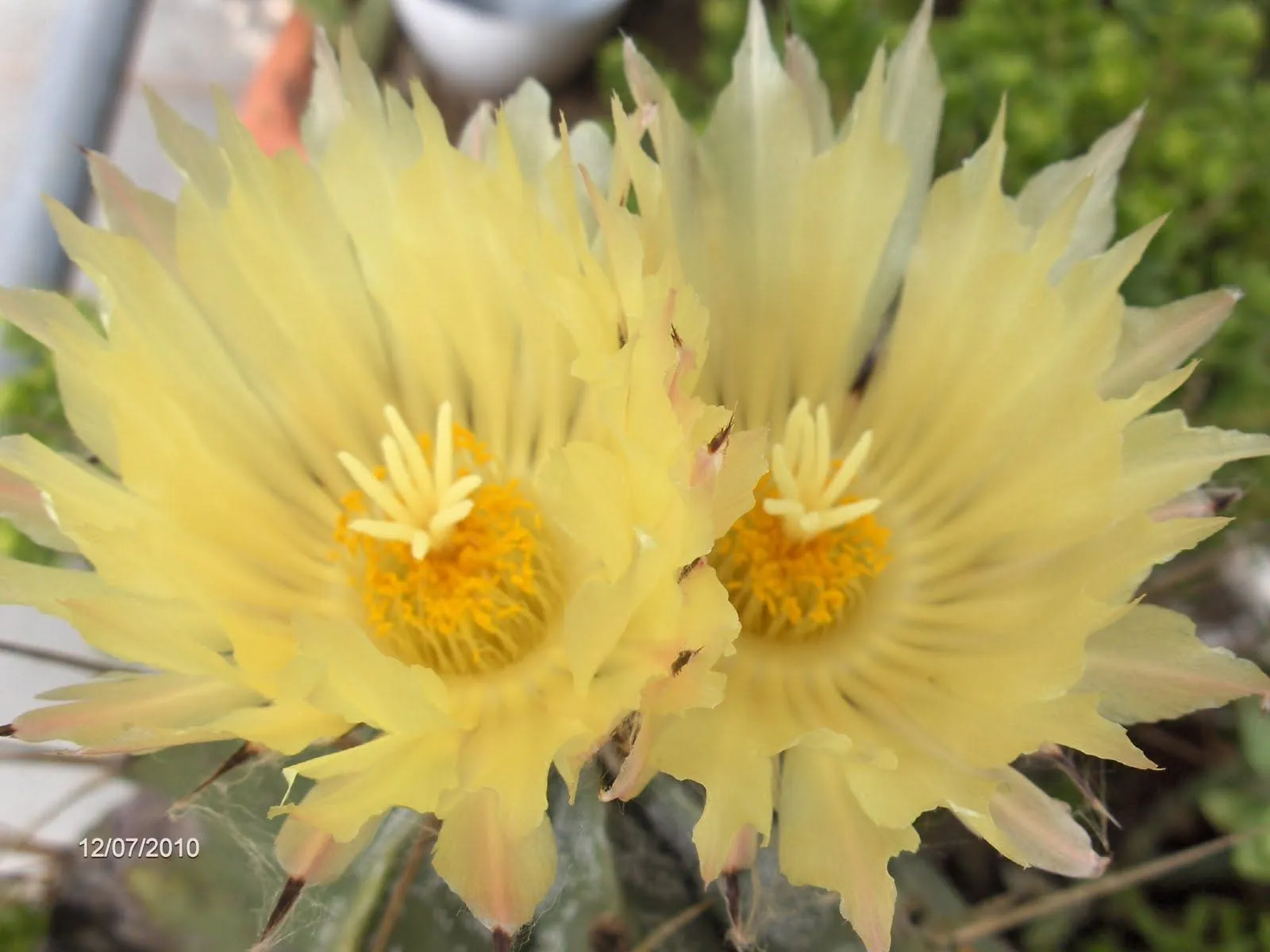 Aprendiz: flores de cactus