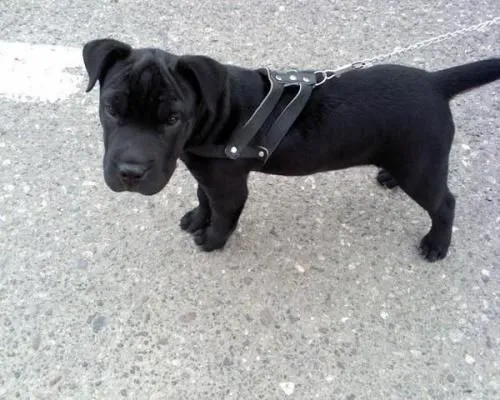 Aprovecha ganga pitbull stanford - Bogotá, Colombia - Animales ...