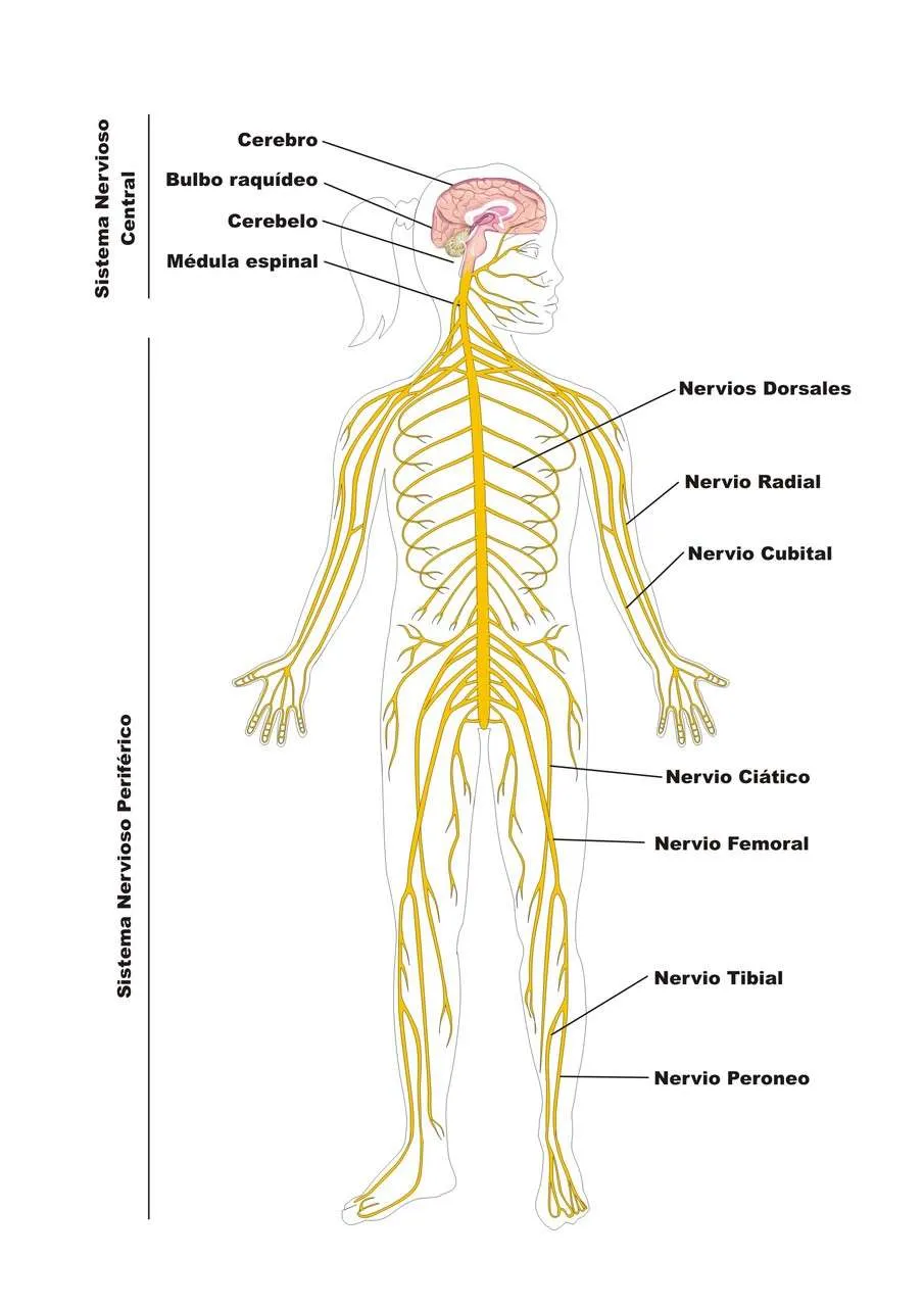 Apuntes de Biologia y Quimica - Revisado y corregido - - Página 19 ...