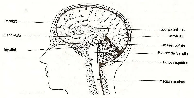 Apuntes de Biologia y Quimica - Revisado y corregido - - Página 12 ...