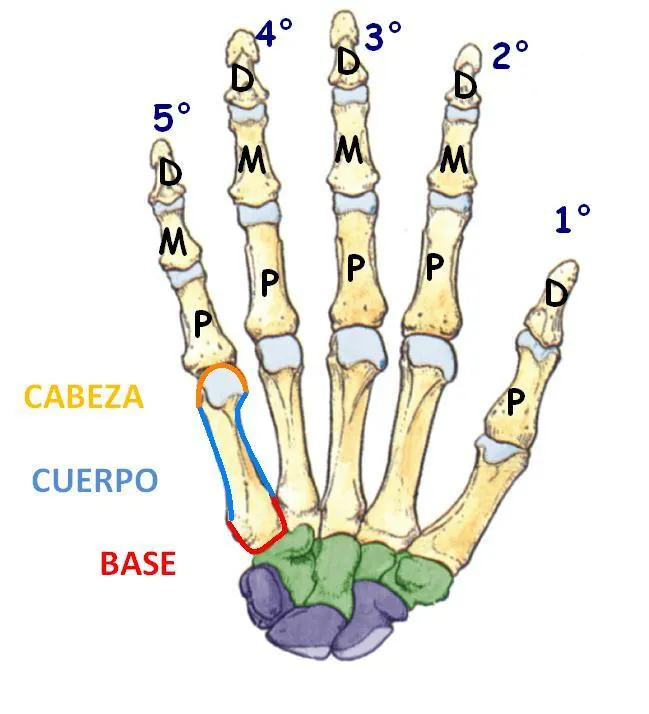 APUNTES: HUESOS DE LA MANO