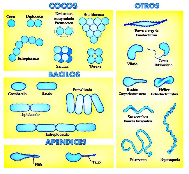 APUNTES DE MEDICINA: ESTRUCTURA BACTERIANA