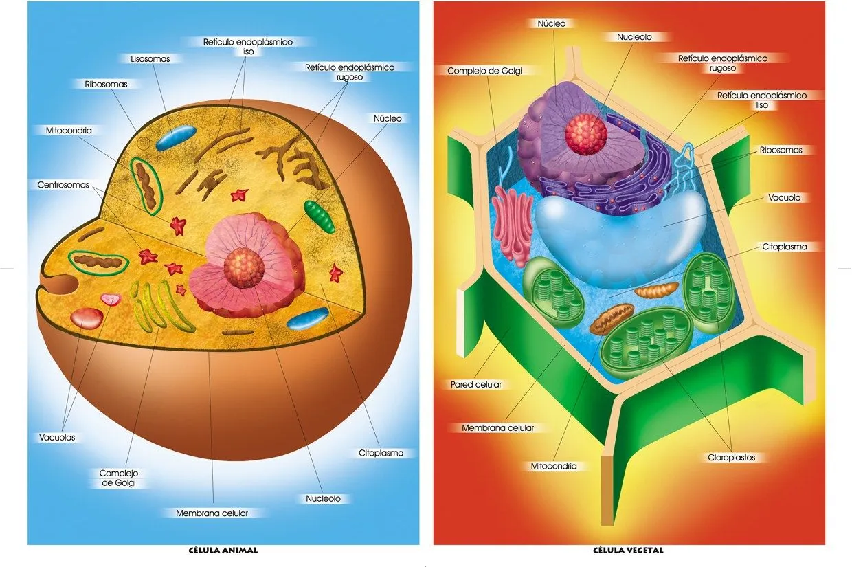 Apuntes y resúmenes de Psicología y Biología.: Biología Humana ...