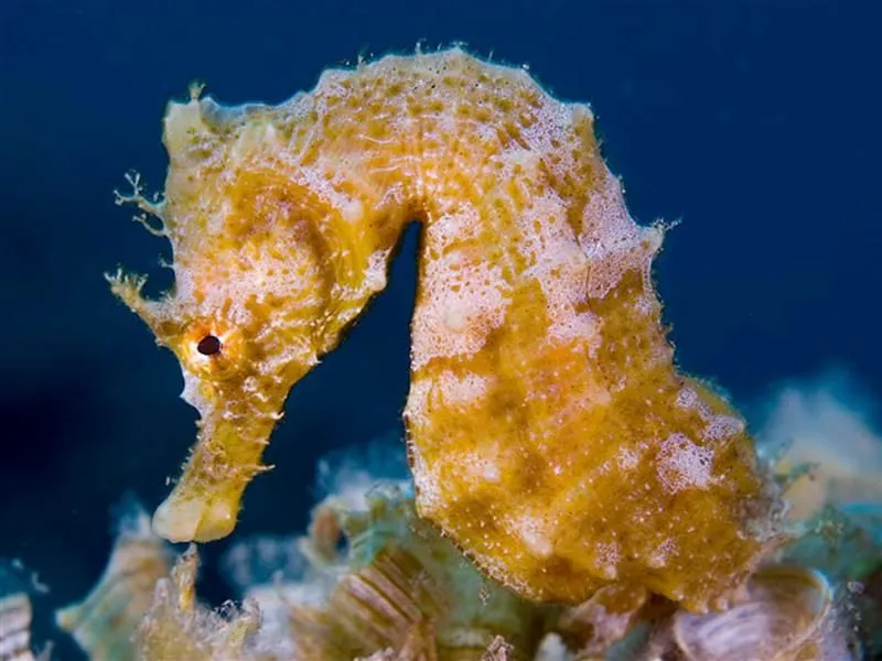 UN POCO DE AQUI,UN POCO DE ALLI: VA DE ANIMALES: EL CABALLITO DE ...