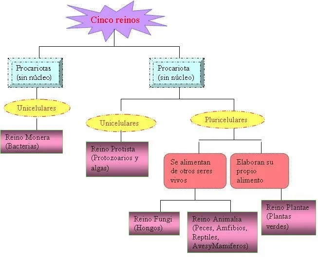 aracely medina: biologia 1 l