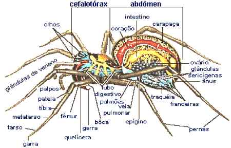 Aracnídeos .:: Só Biologia ::.