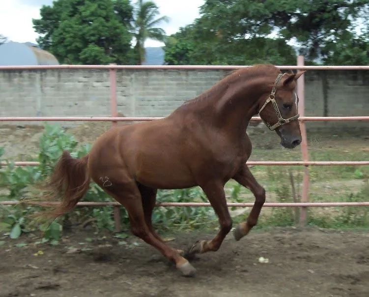 Aragua, Tierra de Caballos (Venezuela) | JINETE Y CABALLO