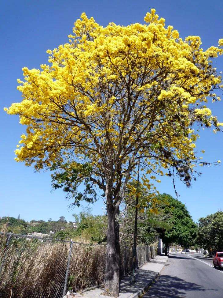 El Araguaney Arbol Nacional Pictures