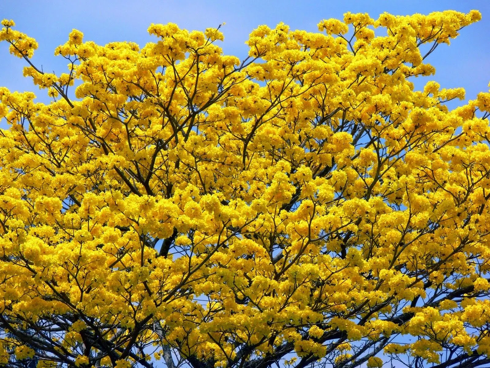 ARAGUANEY: características, taxonomía, flor y mucho más