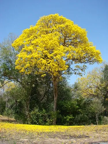 Araguaney floreado sobre una alfombra dorada (Arbol emblemático ...