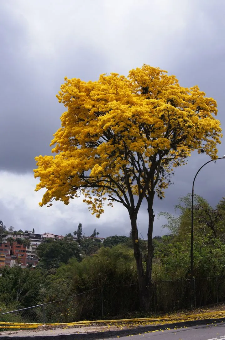 Araguaney de La Trinidad, A propósito de su actual condición de ...