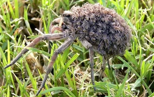 Una araña lobo que transportaba a decenas de bebés en la espalda ...