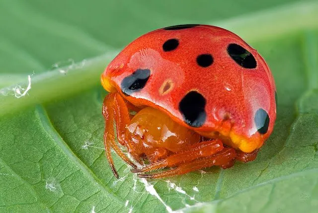 La araña que quiere ser mariquita - Taringa!